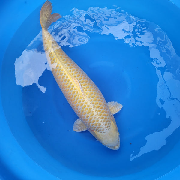 Japanese koi listing 2024FALL-127 Yellow Mukashi Ogon from Maruhiro koi farm, containing Yellow Mukashi Ogon at champkoi.com