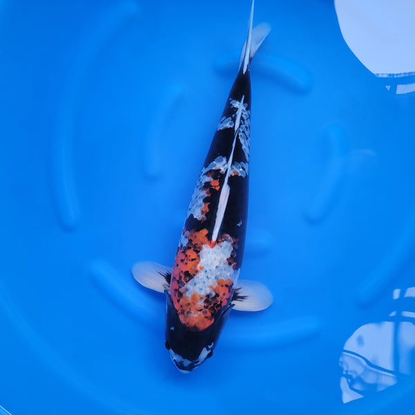 Japanese koi listing 2024FALL-131 Sumi Sakura from Niigata koi farm, containing Sumi Sakura at champkoi.com