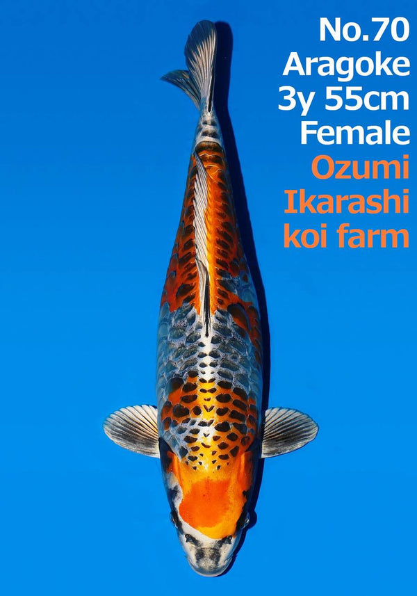 Japanese koi listing 2024FALL-143 Aragoke from Ozumi koi farm, containing Aragoke at champkoi.com
