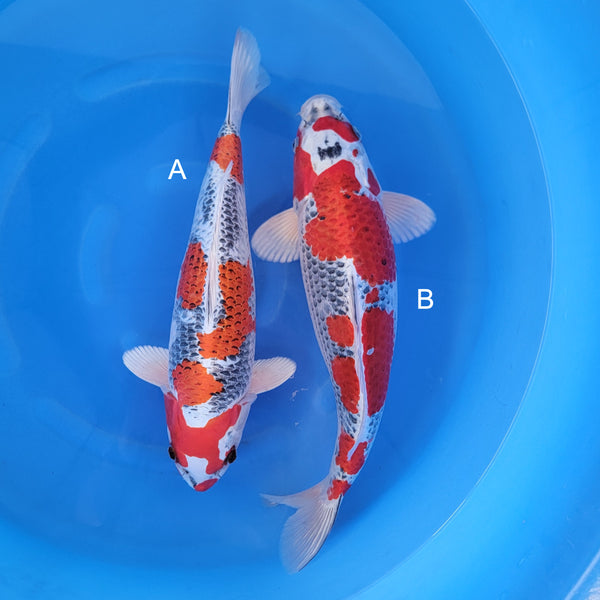 Japanese koi listing 2024FALL-156 from Marusei koi farm, containing Red Kujaku at champkoi.com