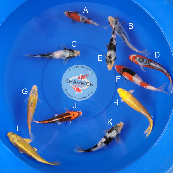 Japanese koi listing 2025APRIL-007 from Ogata koi farm, containing Doitsu Showa, Asagi, Shiro Utsuri, Shusui, Showa, Yellow Shusui, Yamabuki, Kujaku, Mukashi Ogon at champkoi.com