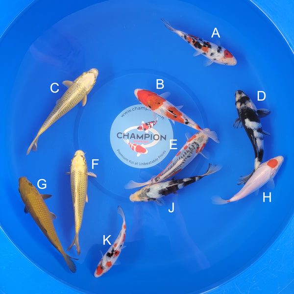 Japanese koi listing 2025APRIL-013 from Ogata koi farm, containing Sanke, Mukashi Ogon, Shiro Utsuri, Shusui, Chagoi, Tancho at champkoi.com