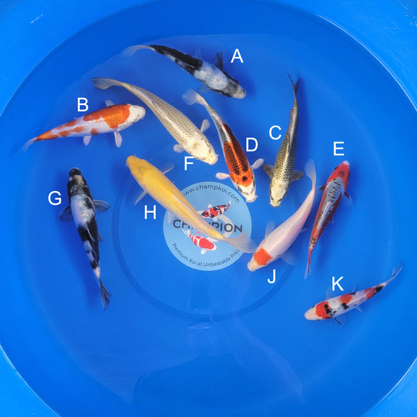 Japanese koi listing 2025APRIL-014 from Ogata koi farm, containing Shiro Utsuri, Hariwake, Mukashi Ogon, Kujaku, Shusui, Karashigoi, Tancho, Sanke at champkoi.com