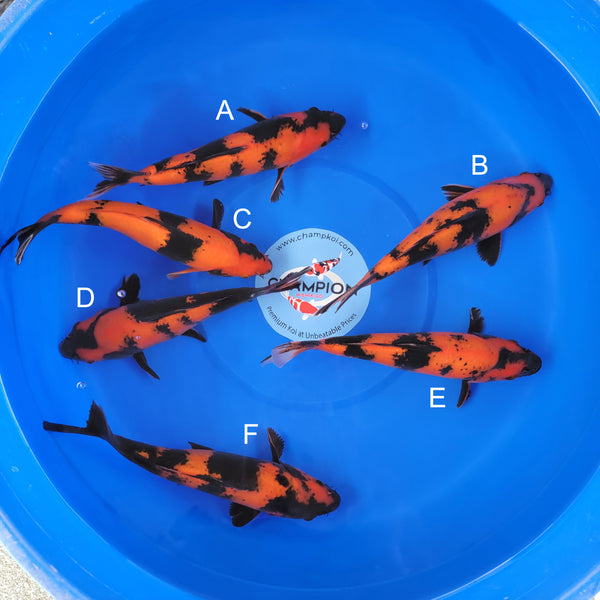 Japanese koi listing 2025APRIL-016 from Shinoda koi farm, containing Hi Utsuri at champkoi.com