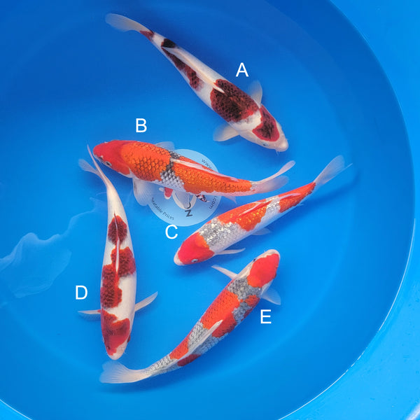 Japanese koi listing 2025APRIL-023 from Ogata koi farm, containing Budo Goromo, Ginrin Goshike, Goshike at champkoi.com