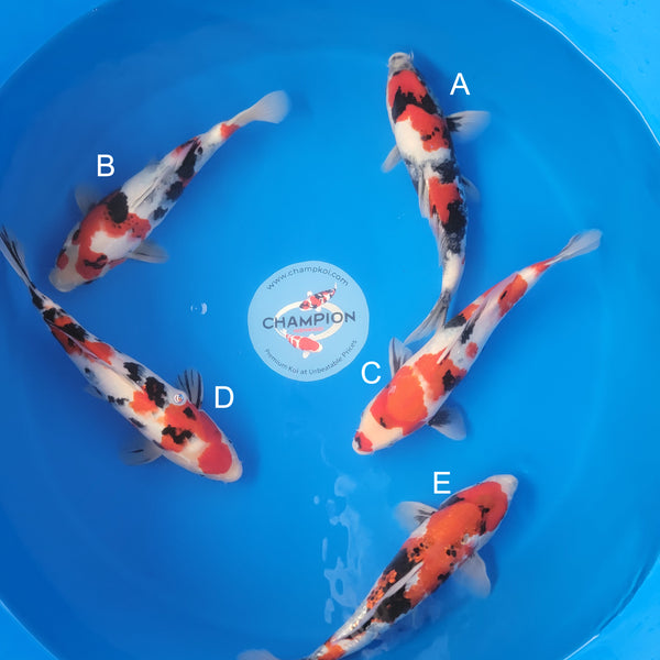 Japanese koi listing 2025APRIL-024 from Ogata koi farm, containing Showa at champkoi.com