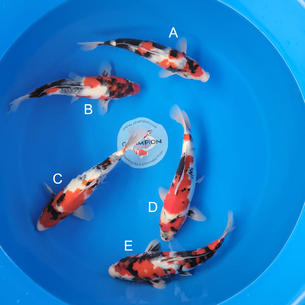 Japanese koi listing 2025APRIL-025 from Ogata koi farm, containing Showa at champkoi.com
