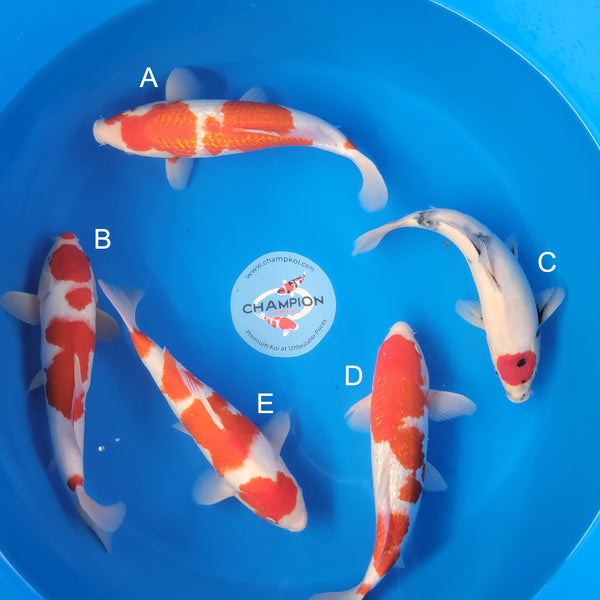 Japanese koi listing 2025APRIL-026 from Ogata koi farm, containing Ginrin Kohaku, Kohaku, Tancho Showa at champkoi.com