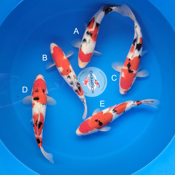 Japanese koi listing 2025APRIL-027 from Ogata koi farm, containing Sanke at champkoi.com