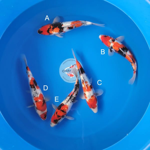 Japanese koi listing 2025APRIL-028 from Ogata koi farm, containing Ginrin Showa at champkoi.com