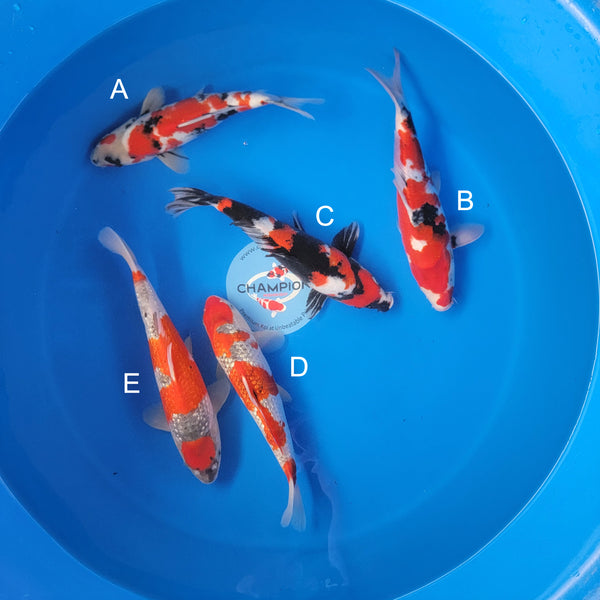 Japanese koi listing 2025APRIL-029 from Ogata koi farm, containing Showa, Ginrin Goshike at champkoi.com