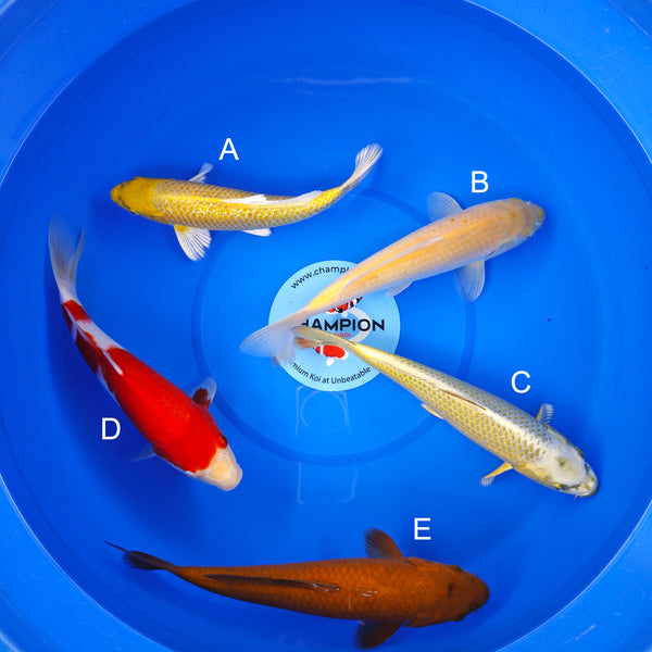 Koi fish for sale — 30-35 cm Ogata Ginrin Yamabuki at ChampKoi