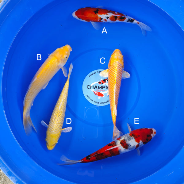 Koi fish for sale — 30-35 cm Ogata Sanke at ChampKoi