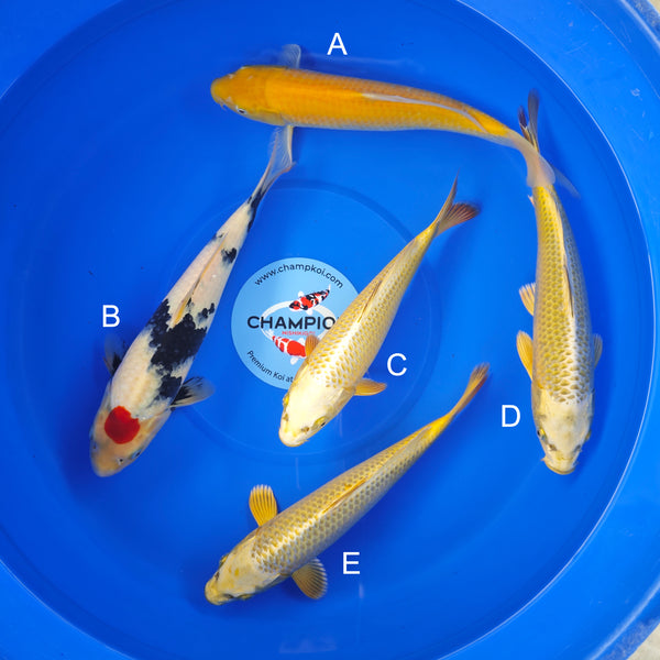 Koi fish for sale — 30-35 cm Ogata Karashigoi at ChampKoi