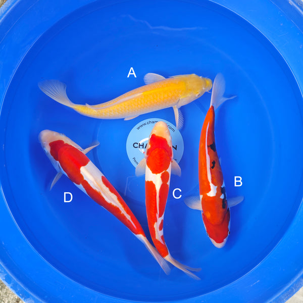 Koi fish for sale — 30-35 cm Ogata Karashigoi at ChampKoi