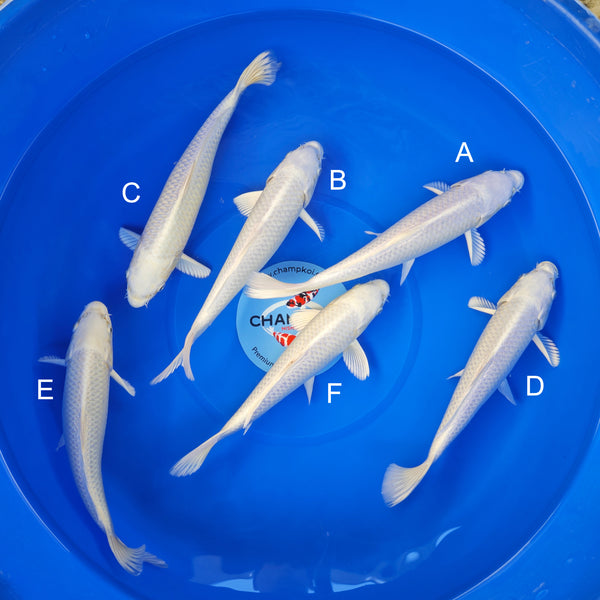 Koi fish for sale — 28-32 cm Ogata Platinum Ogon at ChampKoi