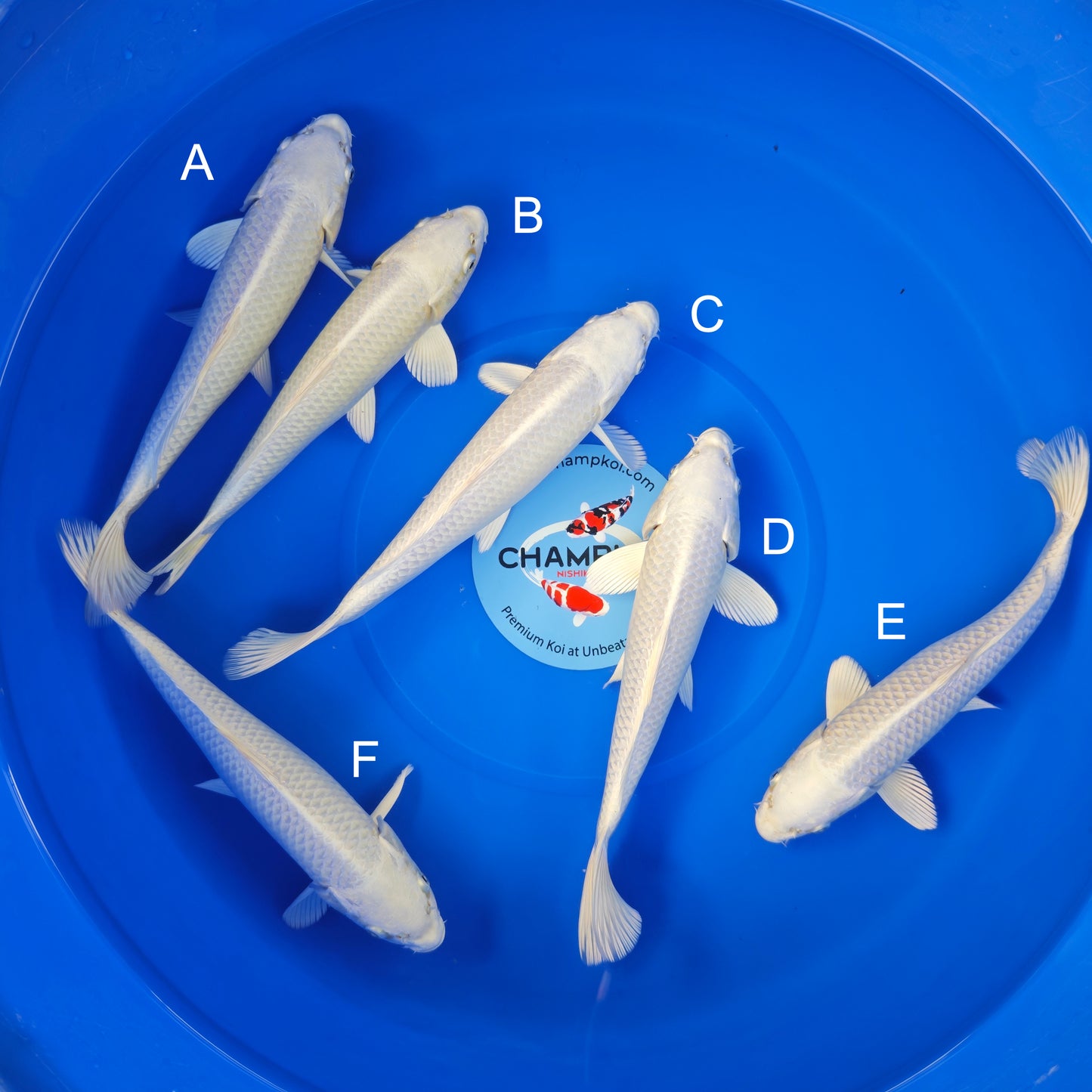 Koi fish for sale — 28-32 cm Ogata Platinum Ogon at ChampKoi