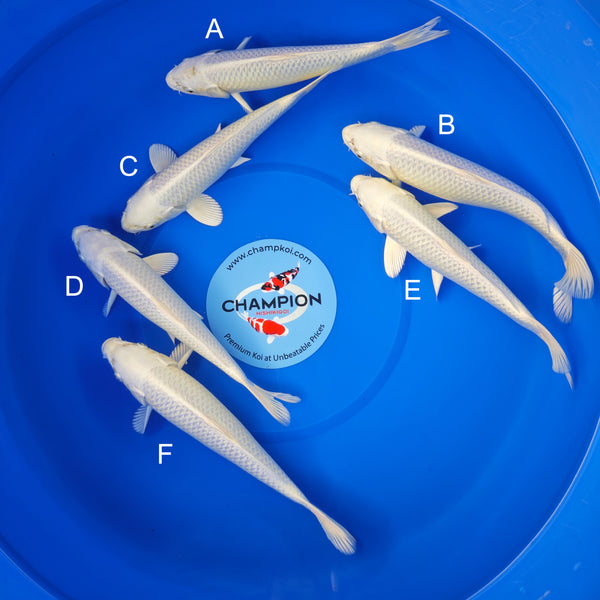 Koi fish for sale — 28-32 cm Ogata Platinum Ogon at ChampKoi
