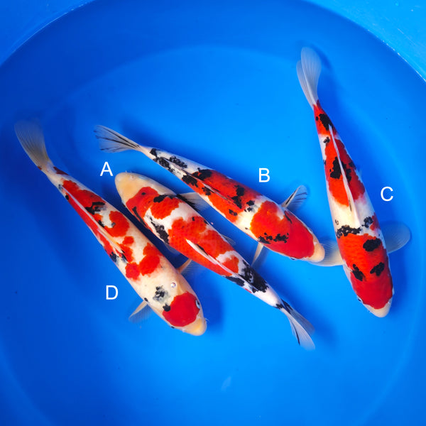 Koi fish for sale — 35-40 cm Ogata Sanke at ChampKoi