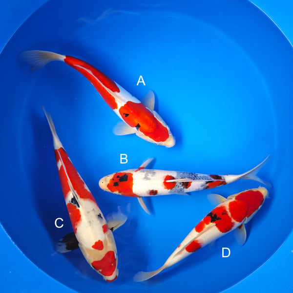 Koi fish for sale — 40-45 cm Ogata Doitsu Sanke at ChampKoi