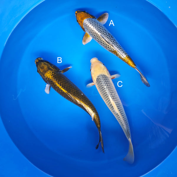 Koi fish for sale — 40-45 cm Ogata Kogane Ochiba at ChampKoi