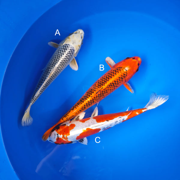 Koi fish for sale — 40-45 cm Ogata Gin Matsuba at ChampKoi