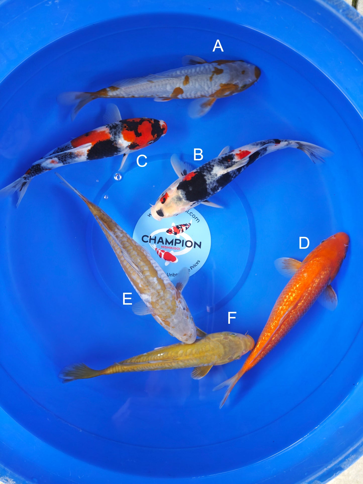 Koi fish for sale — 25-29 cm Marusei Doitsu Ochiba at ChampKoi