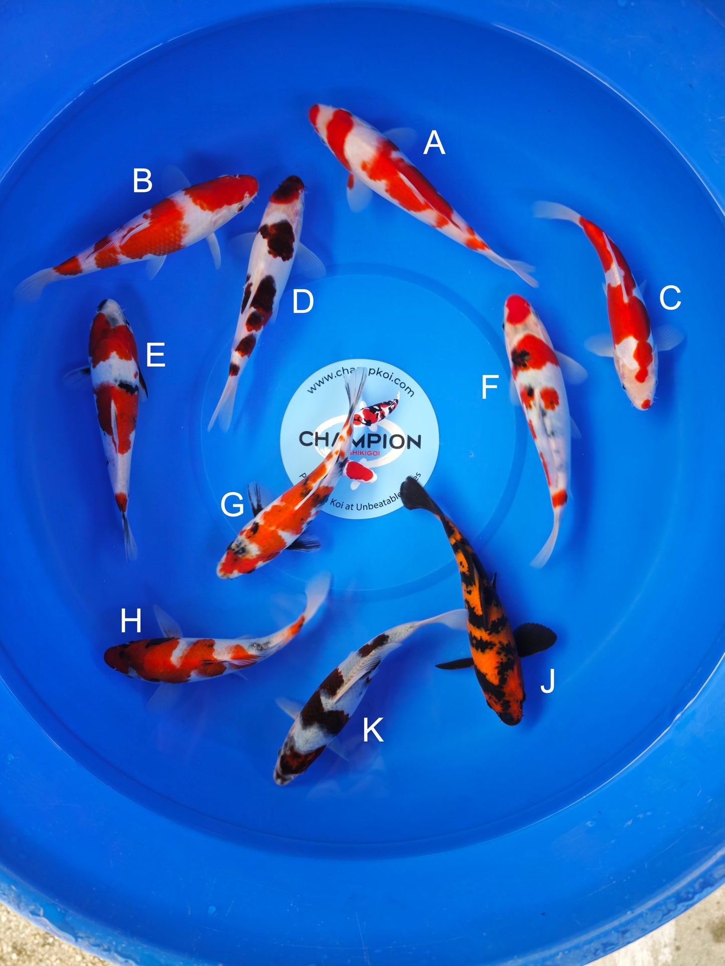 Koi fish for sale — 18-22 cm Ogata Kohaku at ChampKoi