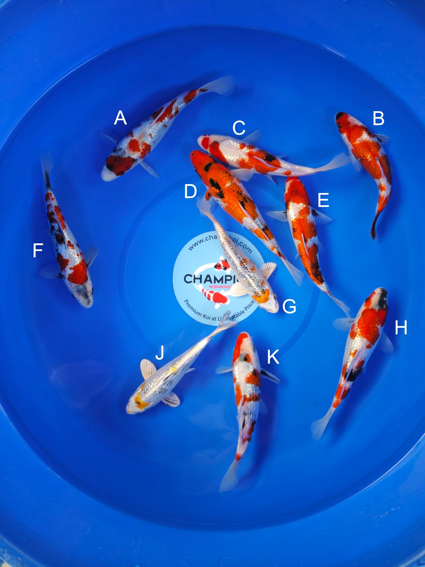 Koi fish for sale — 18-22 cm Ogata Ginrin Showa at ChampKoi