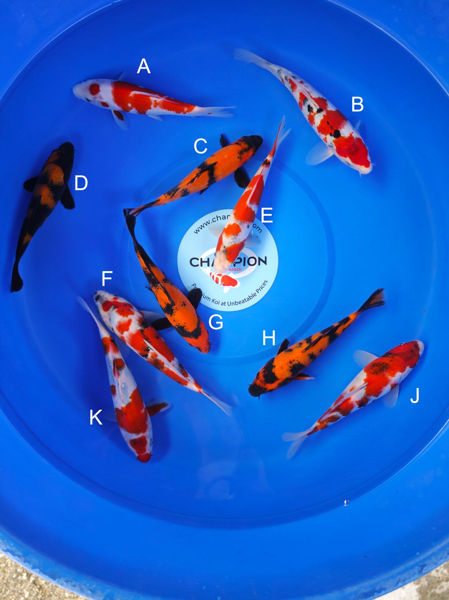 Koi fish for sale — 18-22 cm Ogata Kohaku at ChampKoi