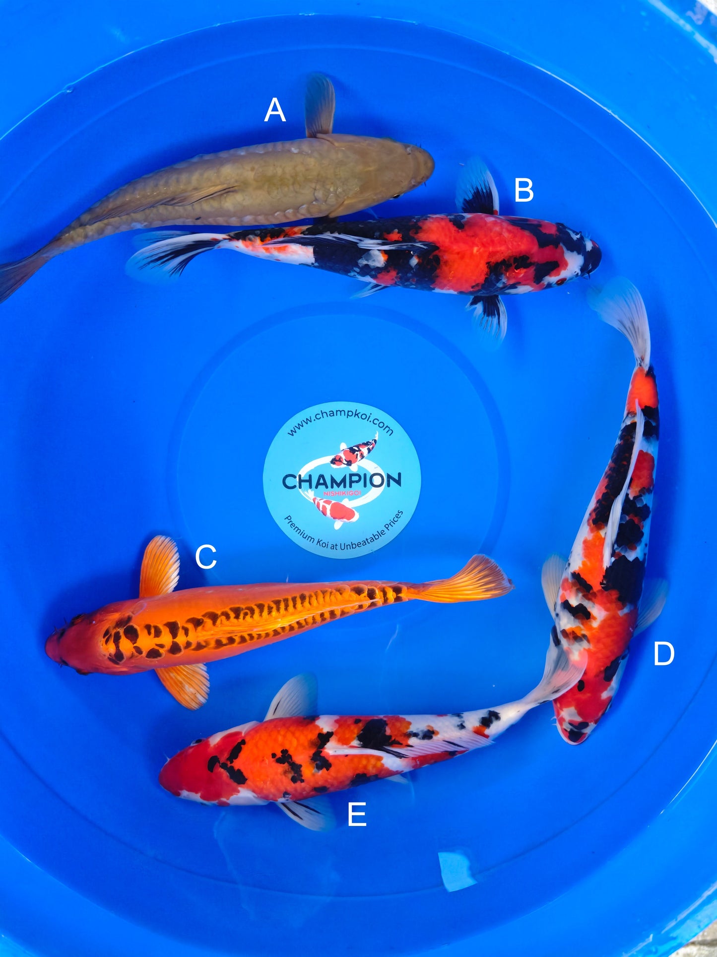 Koi fish for sale — 30-35 cm Marusei Doitsu Chagoi at ChampKoi