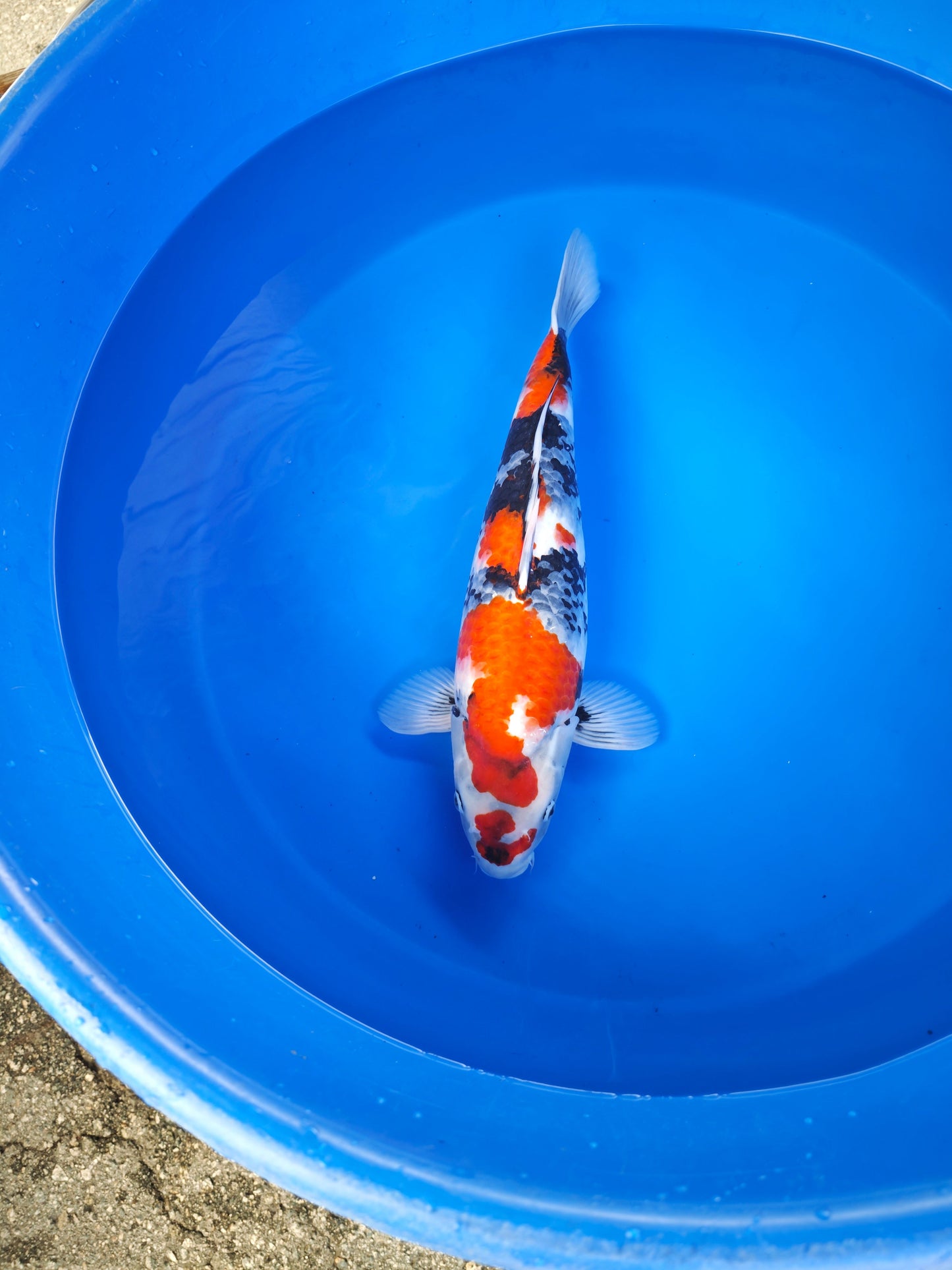 Koi fish for sale — 58 cm Isa Showa at ChampKoi