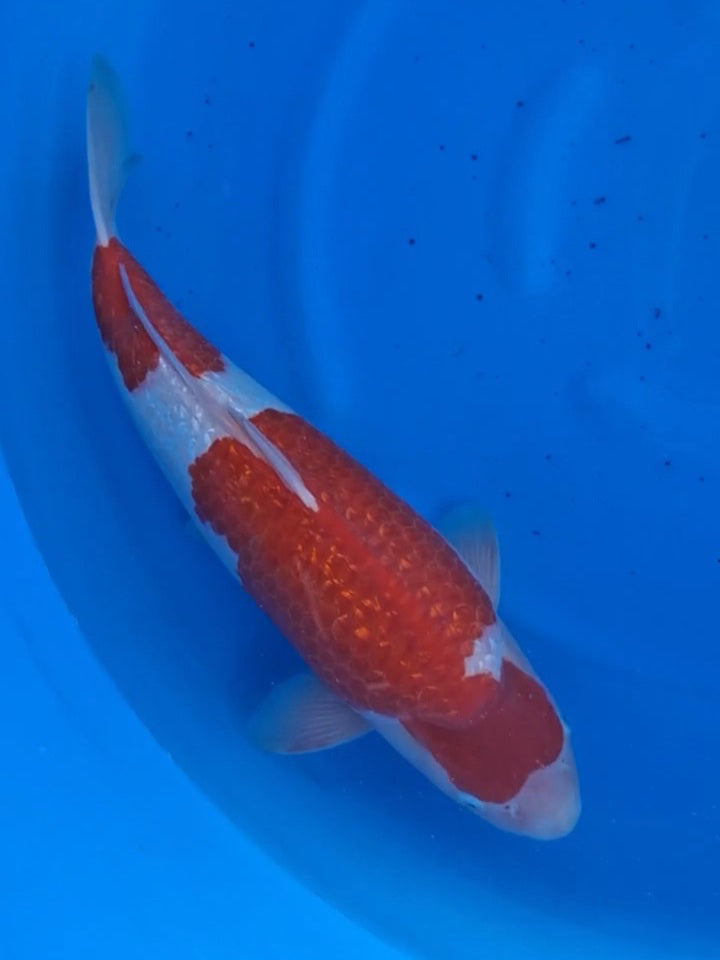 Koi fish for sale — 56 cm Teradomari Ginrin Kohaku at ChampKoi