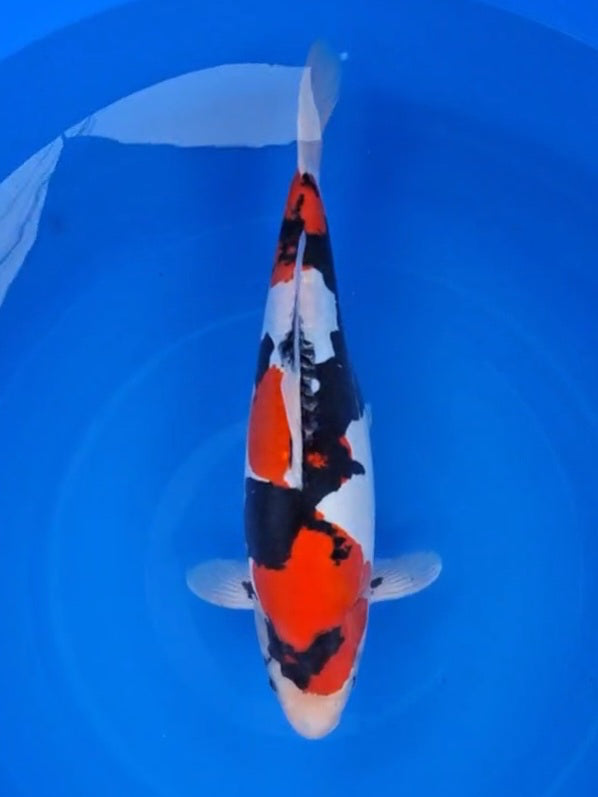 Koi fish for sale — 46 cm Hiroi Doitsu Showa at ChampKoi