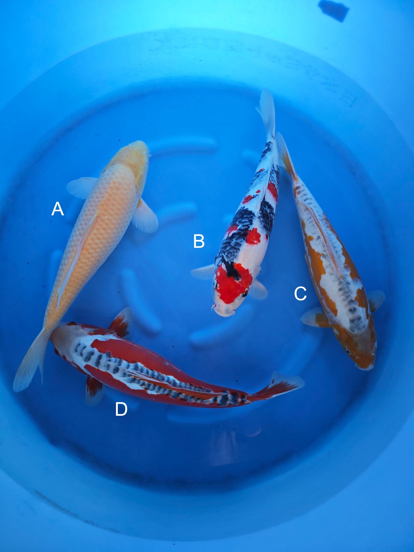 Koi fish for sale — 50-55 cm Ogata Karashigoi at ChampKoi