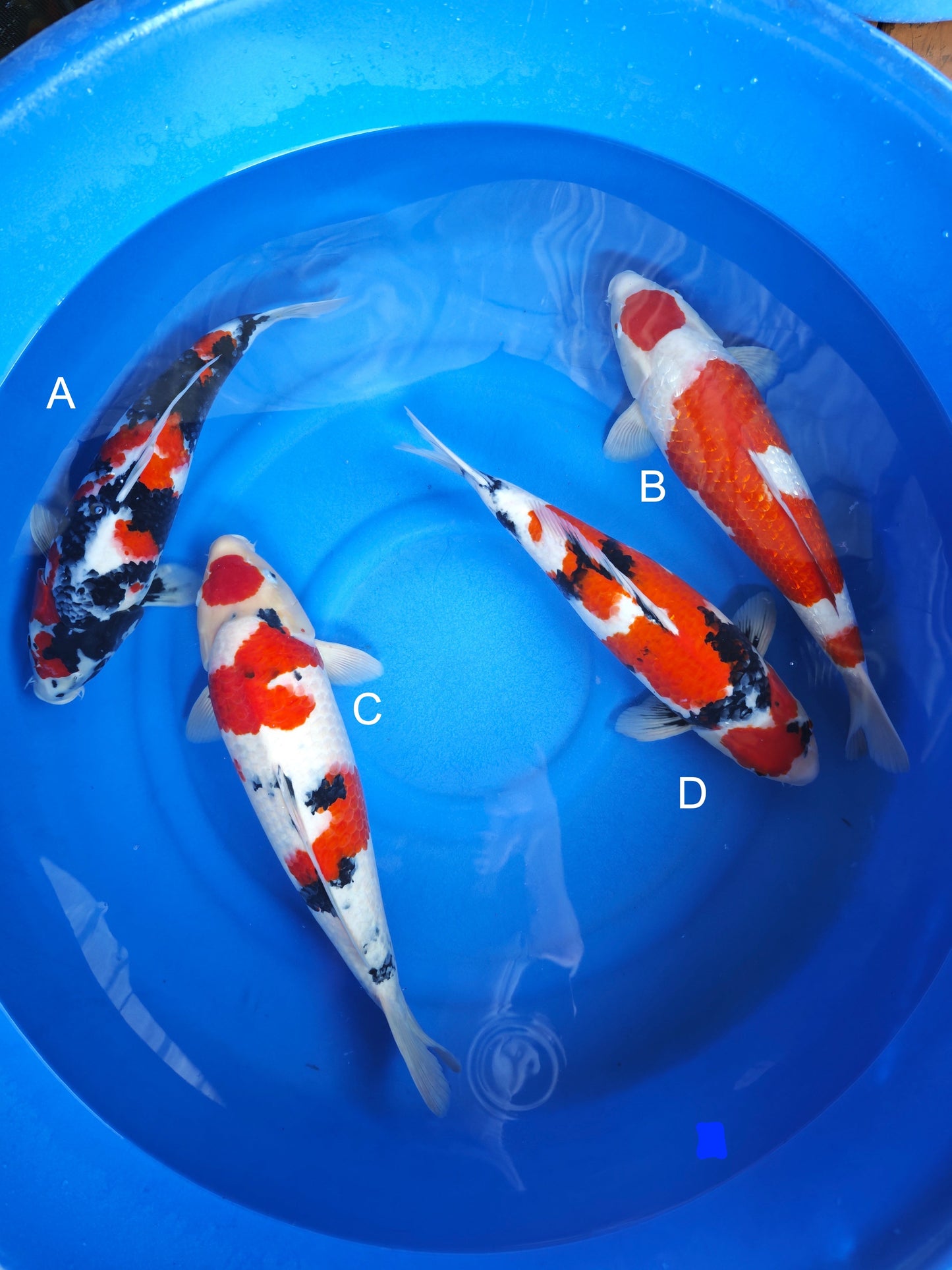 Koi fish for sale — 53-58 cm Ogata Showa at ChampKoi
