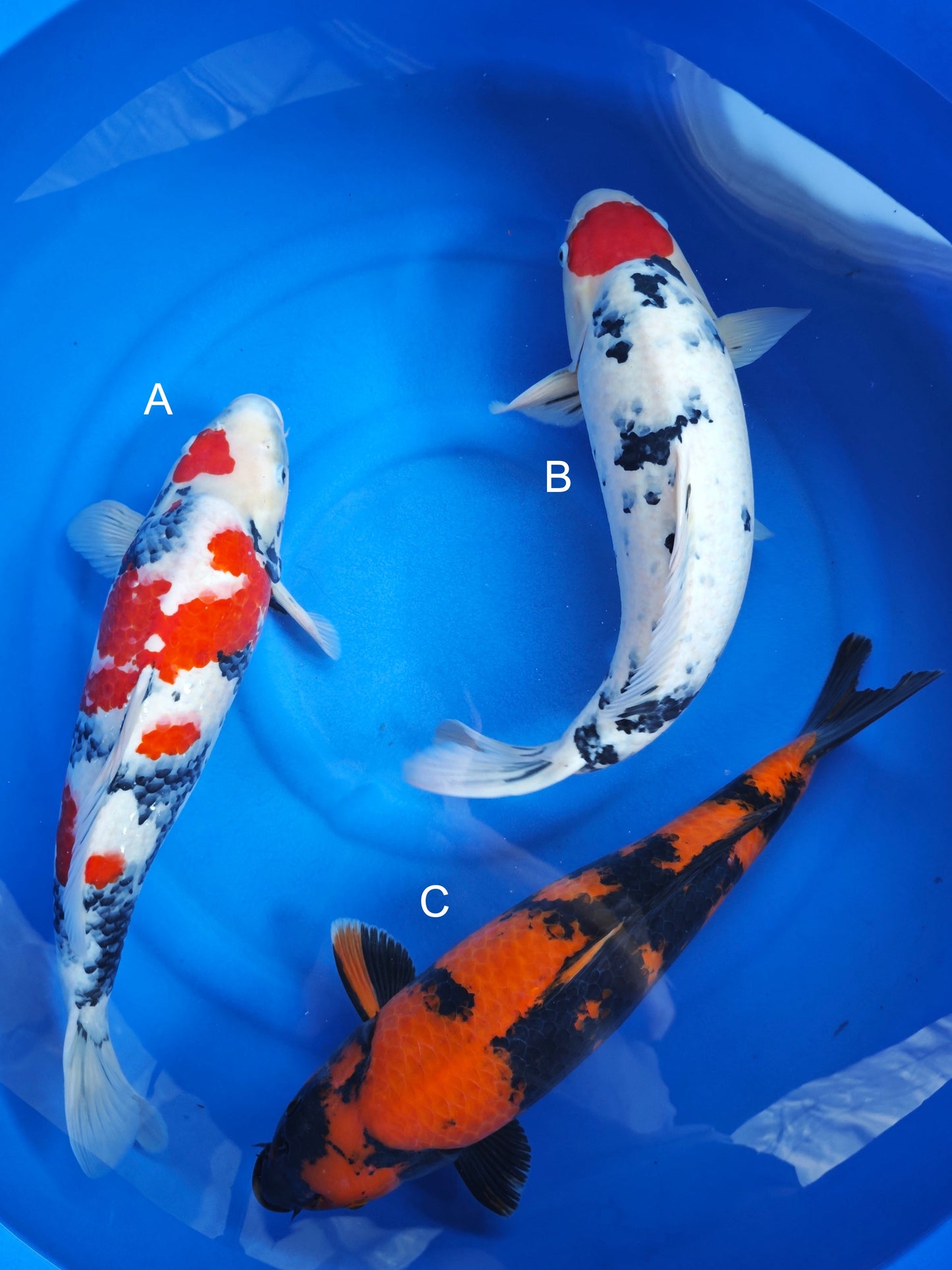Koi fish for sale — 55-60 cm Ogata Showa at ChampKoi