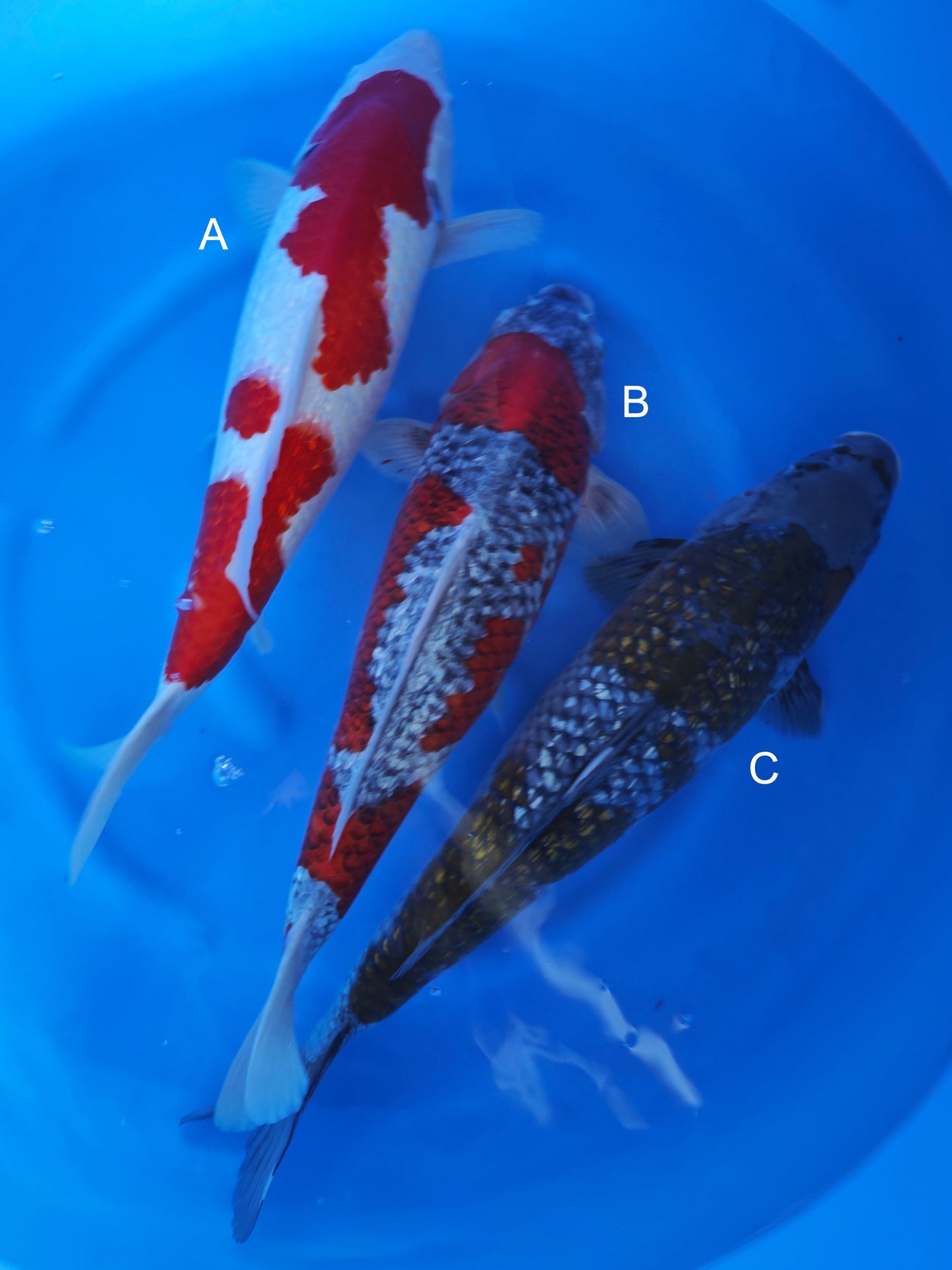 Koi fish for sale — 50-55 cm Ogata Ginrin Kohaku at ChampKoi