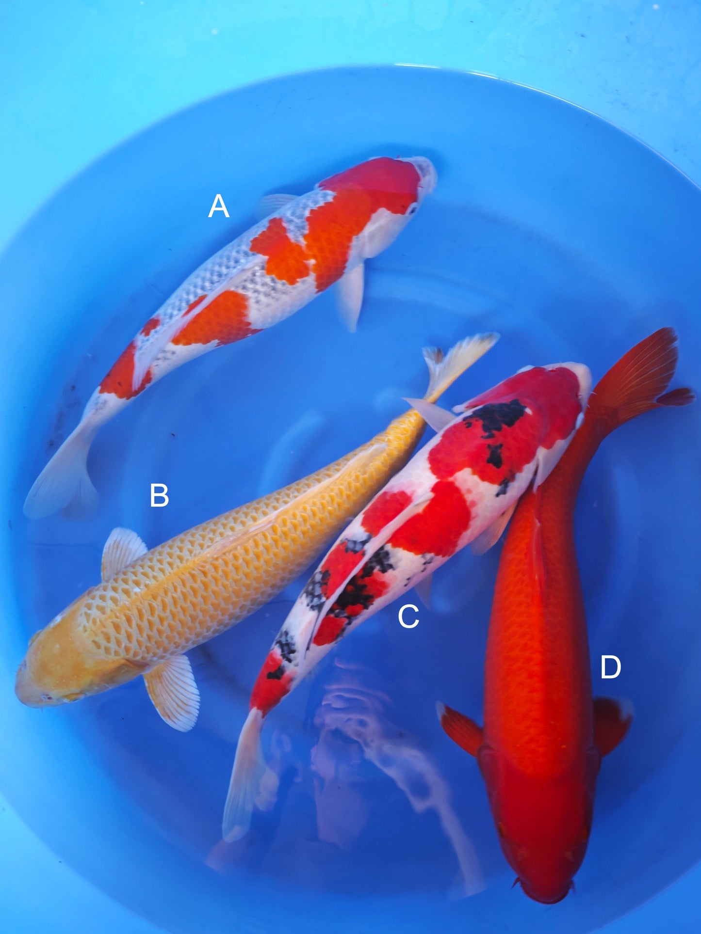 Koi fish for sale — 50-55 cm Ogata Goshiki at ChampKoi