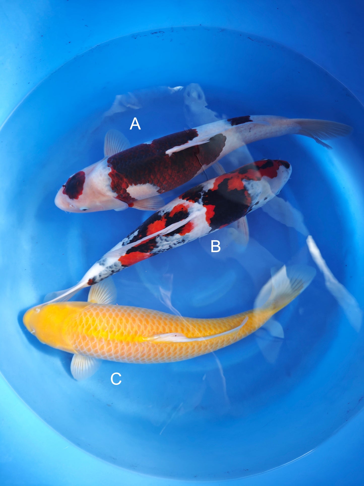 Koi fish for sale — 55-60 cm Ogata Budo Goromo at ChampKoi