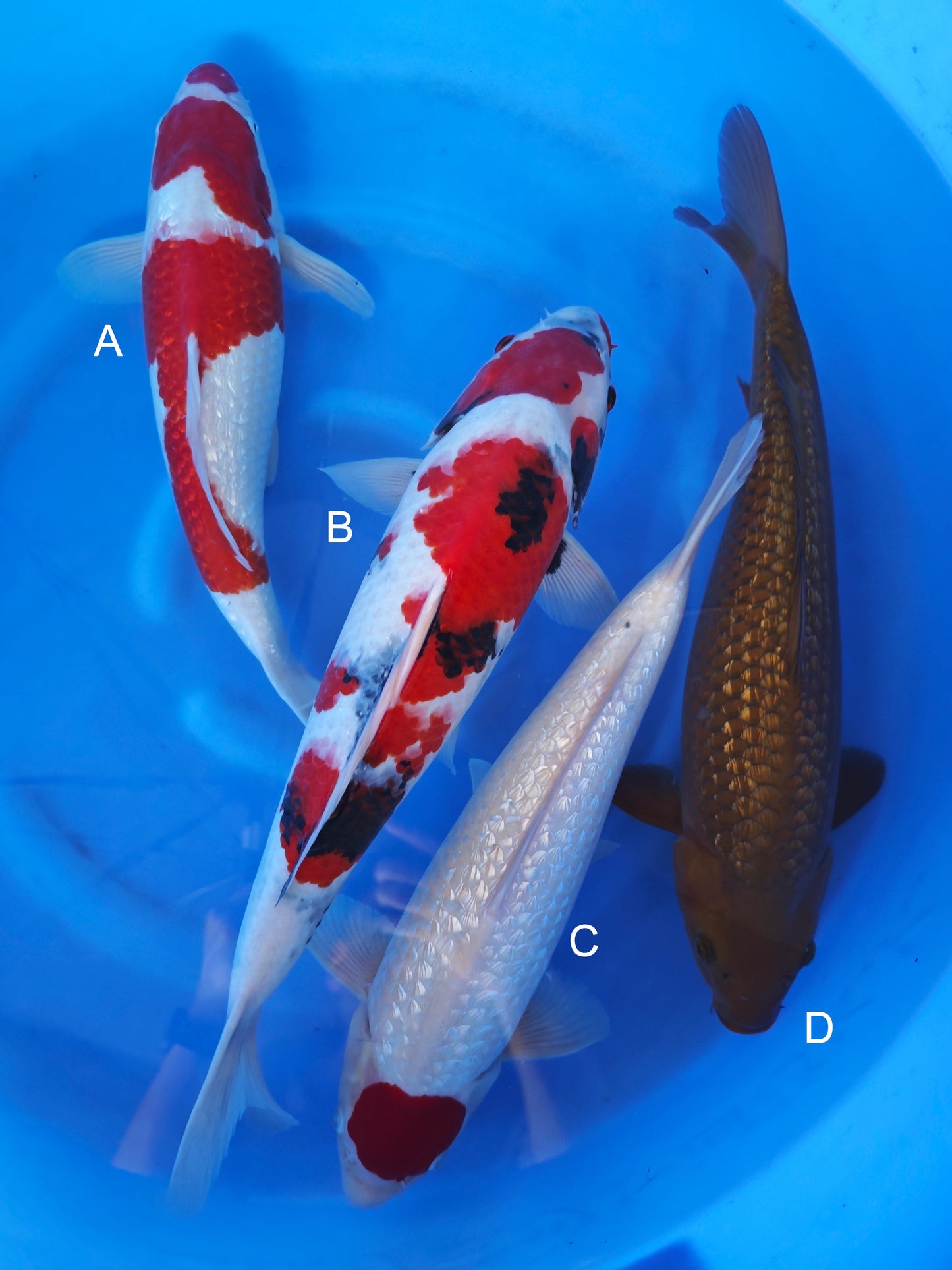 Koi fish for sale — 48-55 cm Ogata Ginrin Kohaku at ChampKoi