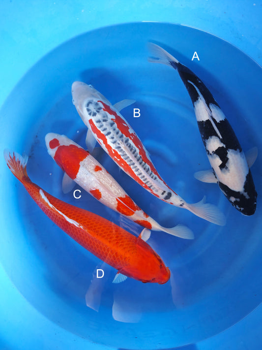 Koi fish for sale β 45-50 cm Ogata Shiro Utsuri at ChampKoi