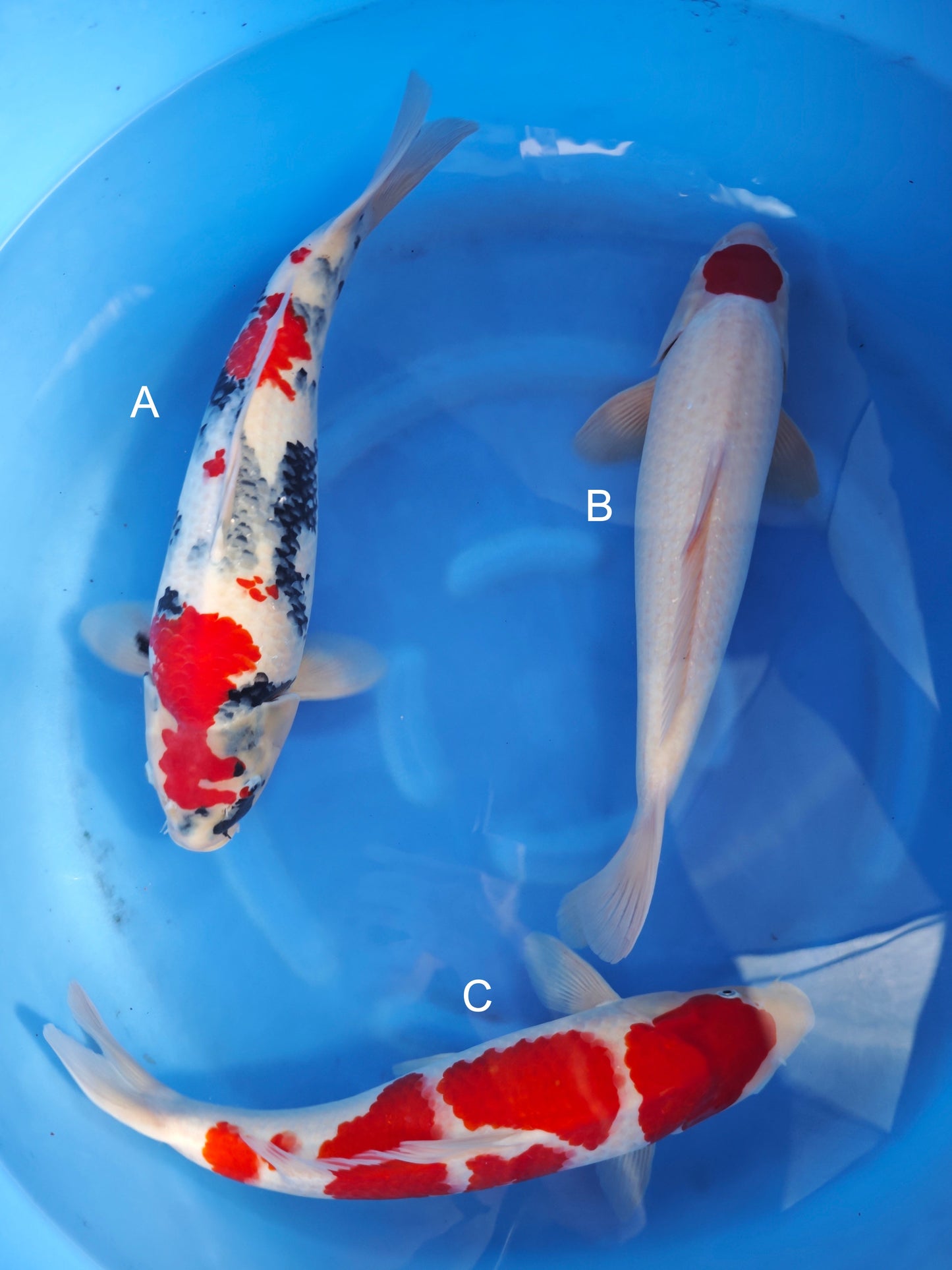 Koi fish for sale — 45-50 cm Ogata Showa at ChampKoi