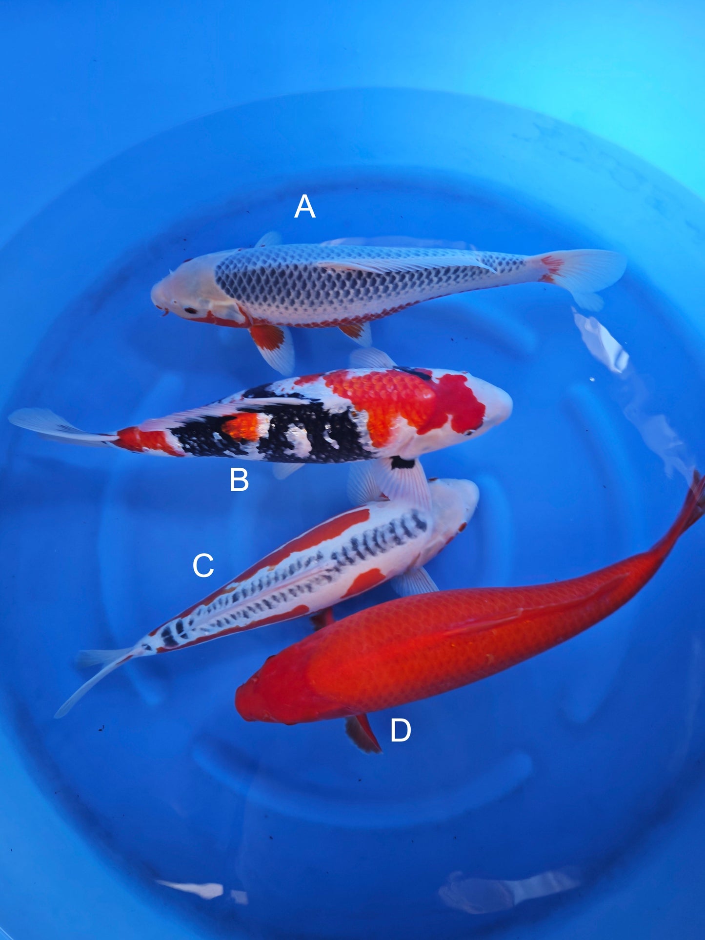 Koi fish for sale — 45-50 cm Ogata Asagi at ChampKoi