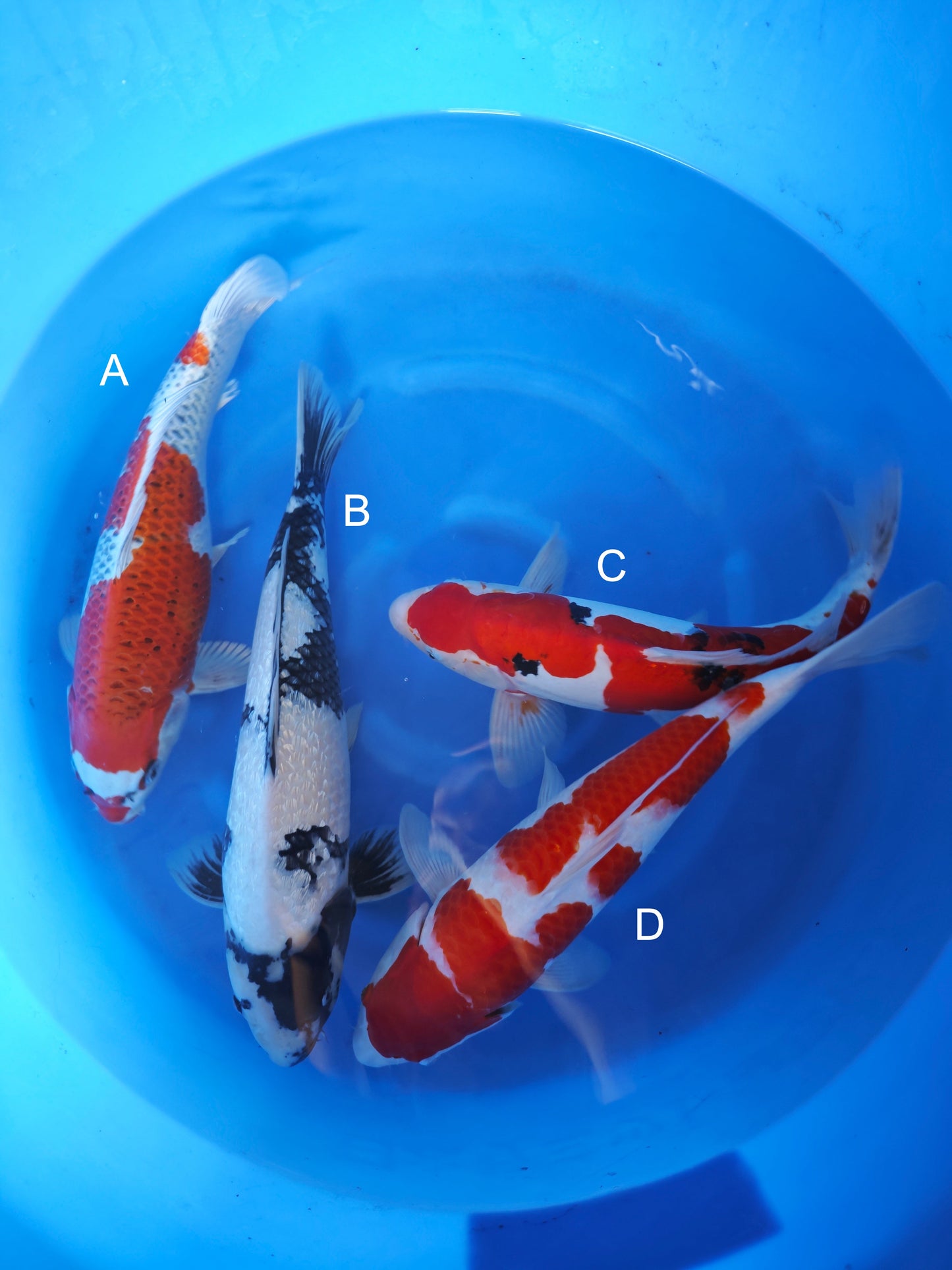Koi fish for sale — 43-48 cm Ogata Kujaku at ChampKoi