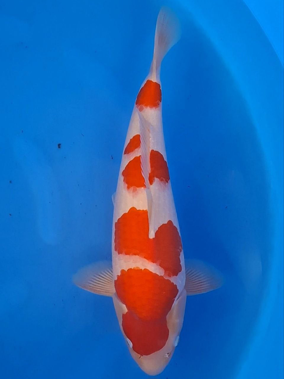 Koi fish for sale — 47 cm Torazo Kohaku at ChampKoi