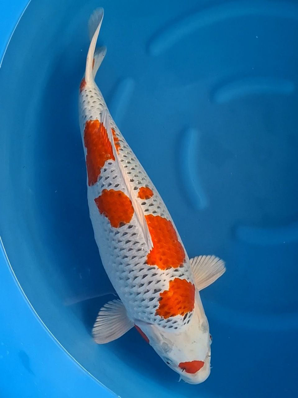 Koi fish for sale — 67 cm Marusei Kujaku at ChampKoi