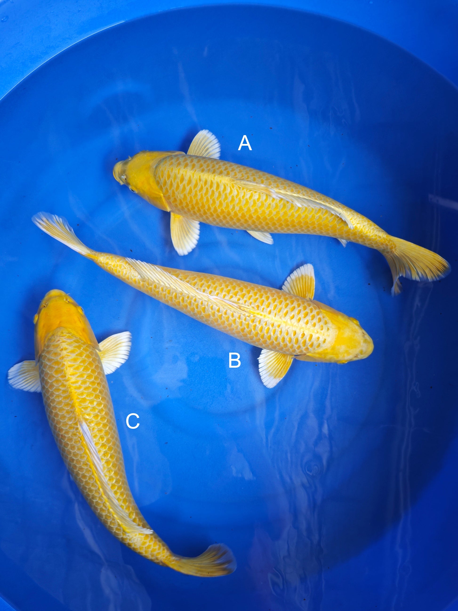 Koi fish for sale — 54-58 cm Ogata Yamabuki Ogon at ChampKoi