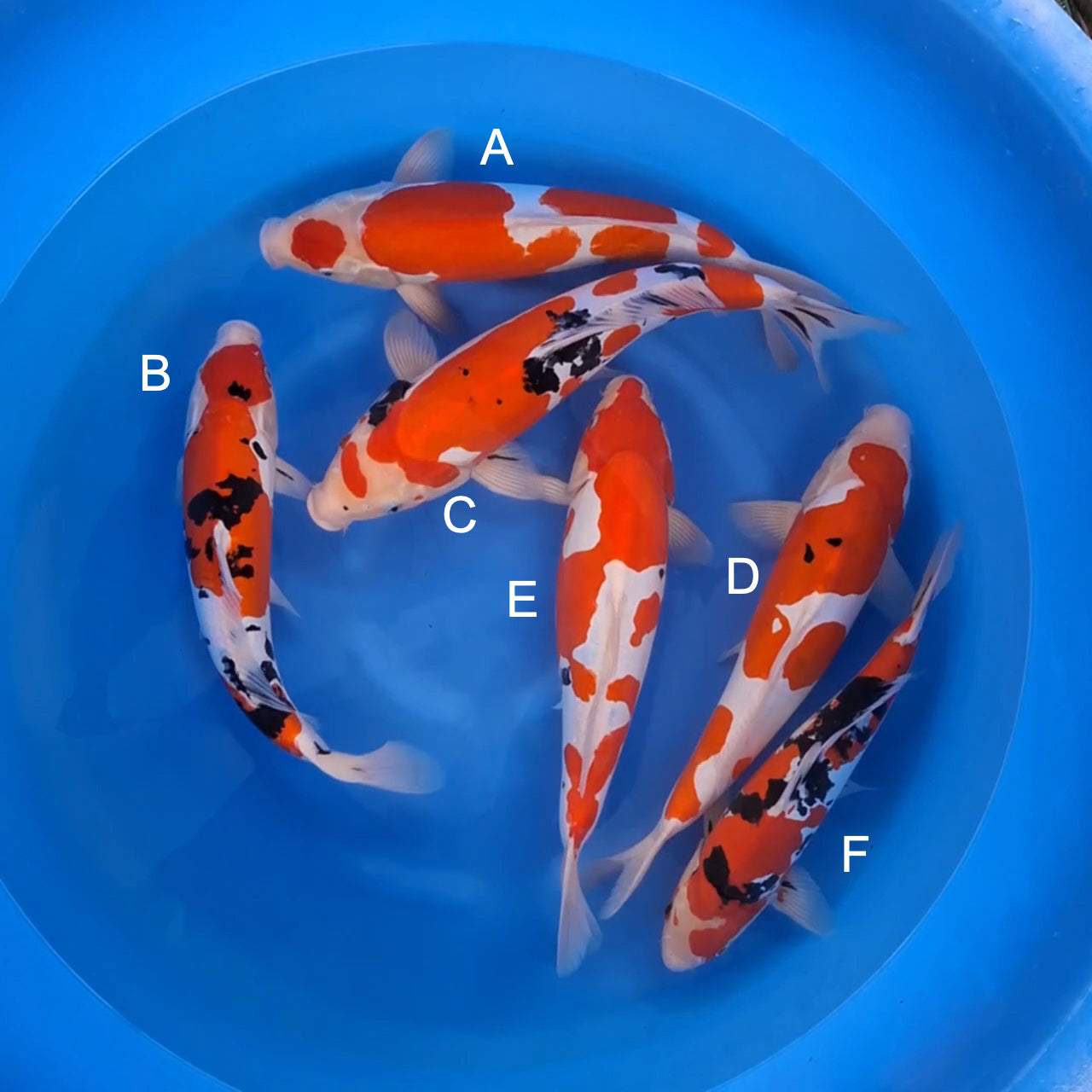 Koi fish for sale — 40-45 cm Shinoda Doitsu Kohaku at ChampKoi