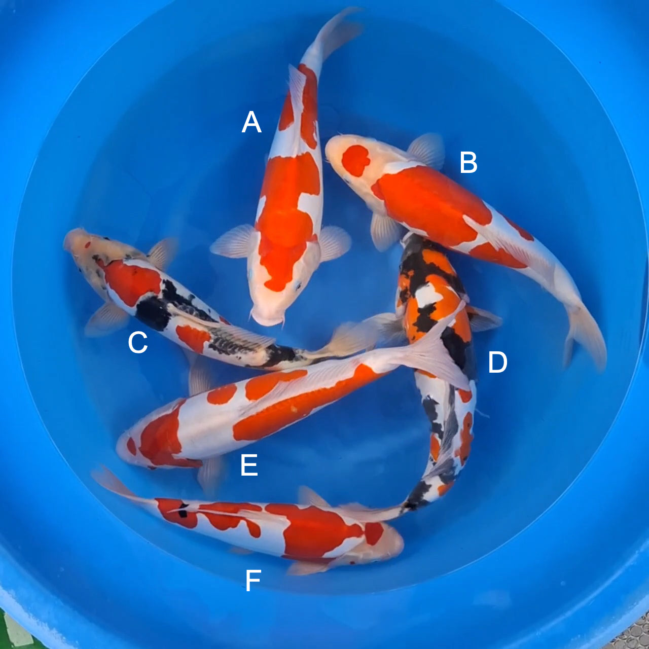 Koi fish for sale — 40-45 cm Shinoda Doitsu Kohaku at ChampKoi